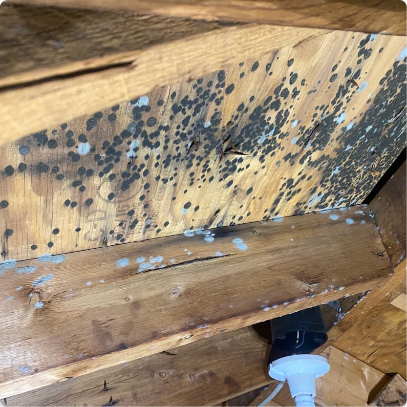 Mold spores on a wooden ceiling and support beams