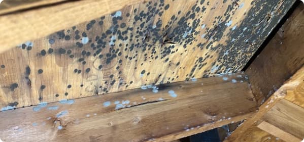 Mold spores on wooden ceiling and support beams