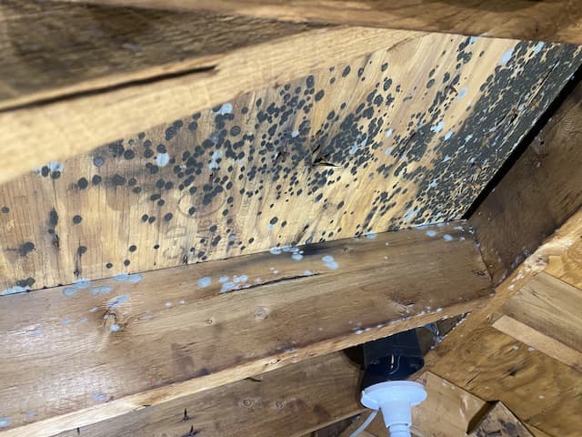 Mold spores on wooden ceiling and support beams